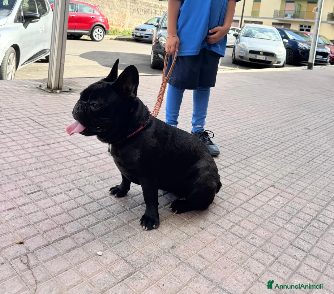 Bulldog Francese cani in vendita: Bulldog francese - Annuncio 2