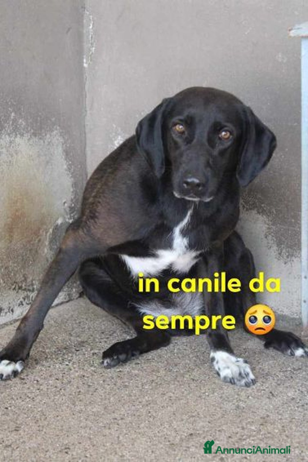 Meticcio cani in regalo: LUANA in canile da sempre! tg media - Annuncio 1