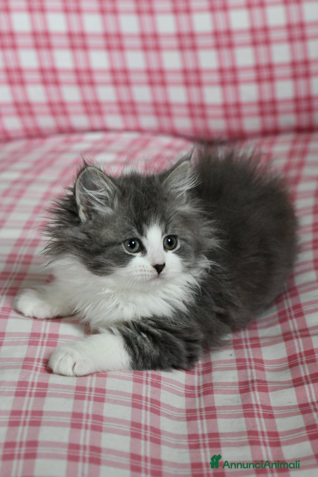 Siberiano gatti in vendita: Cuccioli di gatto siberiano - Annuncio 2