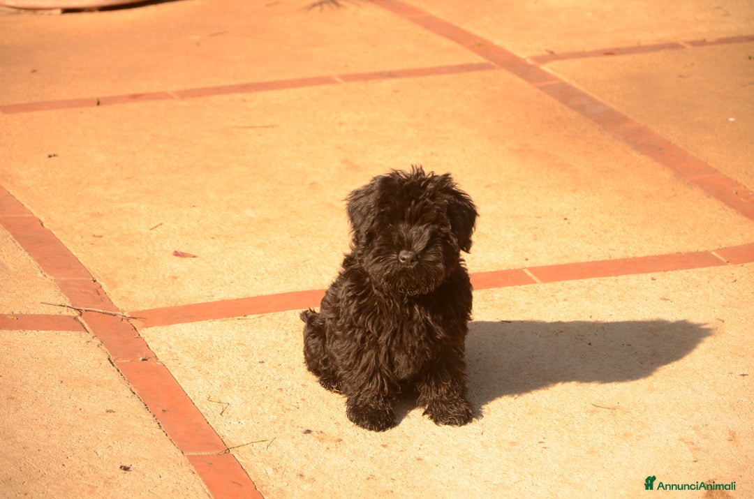 Mini Schnauzer cani in vendita: Cuccioli schnauzer nano - Annuncio 4