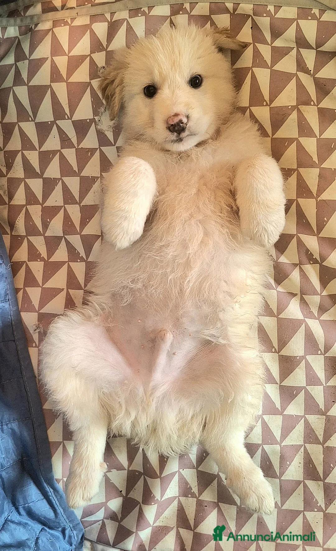 Meticcio cani in regalo: Dexter 2 mesi taglia media grande  a Città metropolitana di Palermo - Annuncio 2