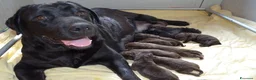 Labrador cani in vendita: Cuccioli di razza Labrador a Modena. - Annuncio 7