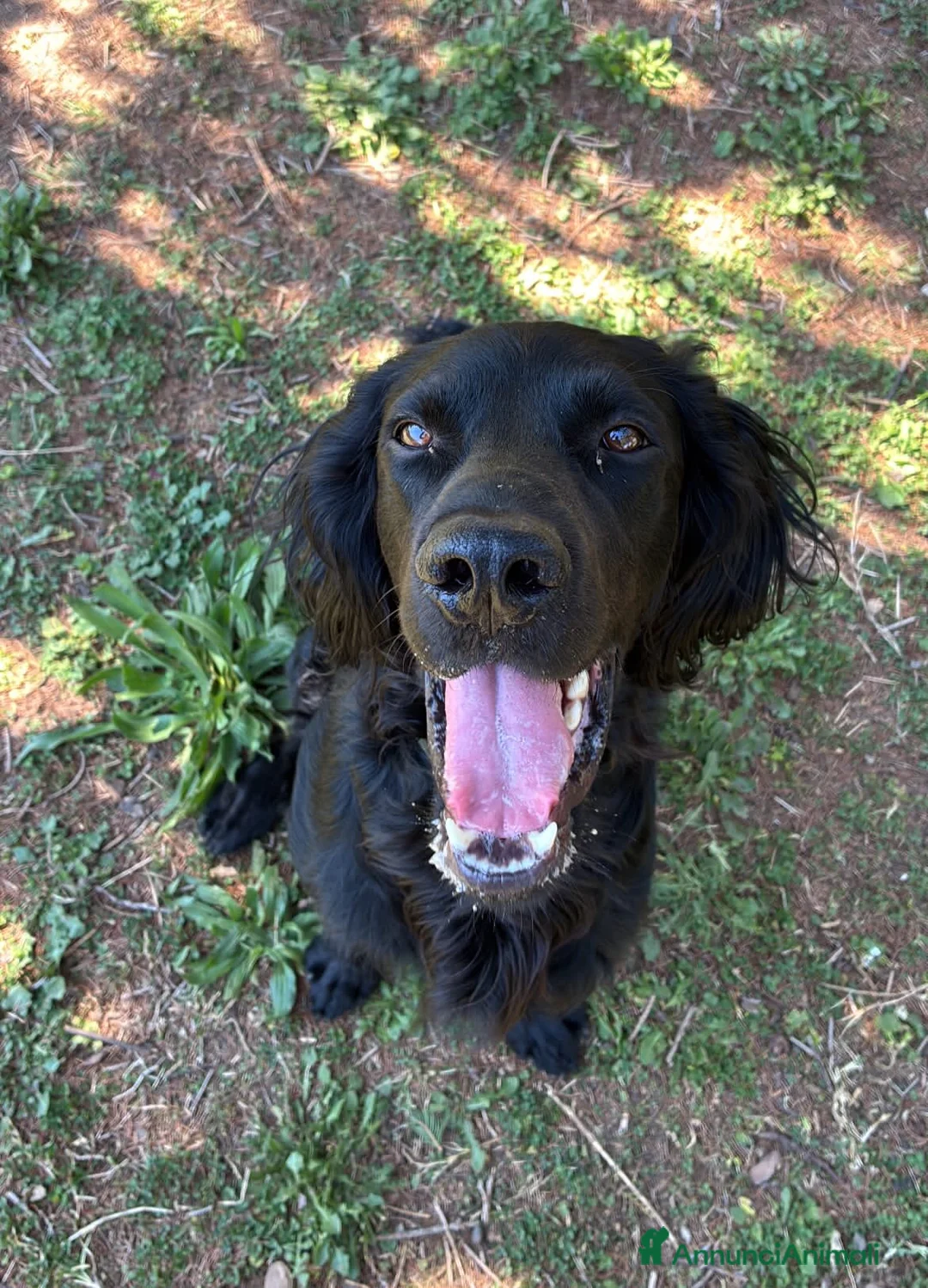 Meticcio cani in regalo: Cucciolo taglia media 3 mesi - Annuncio 2