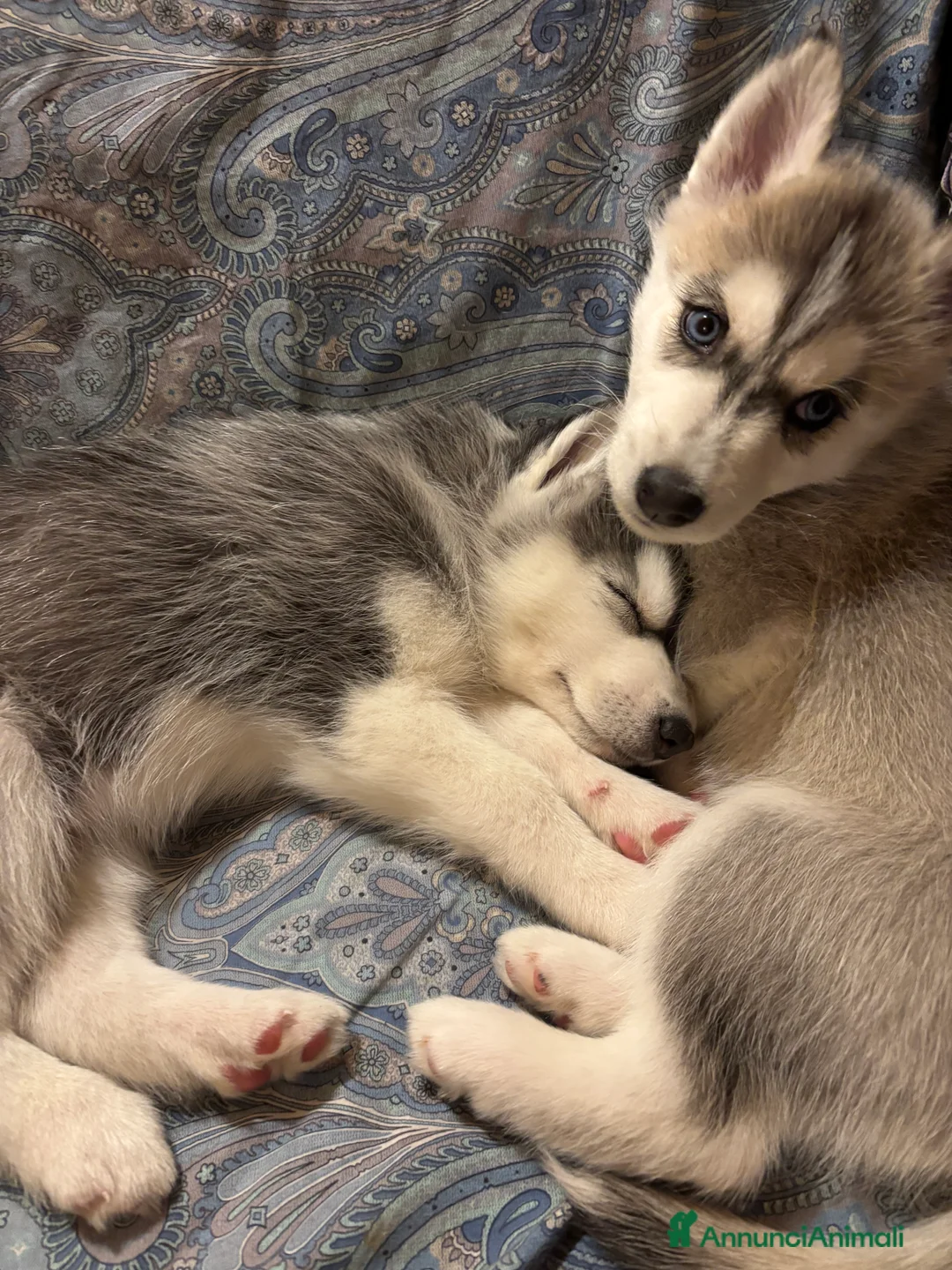 Husky cani in vendita: Cucciolata Siberian Husky - Annuncio 5