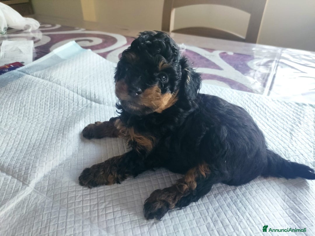 Barboncino Toy cani in vendita: Barboncino Toy Phantom  - Annuncio 7