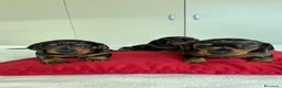 Bassotto cani in vendita: bassottina arlecchino  - Annuncio 11
