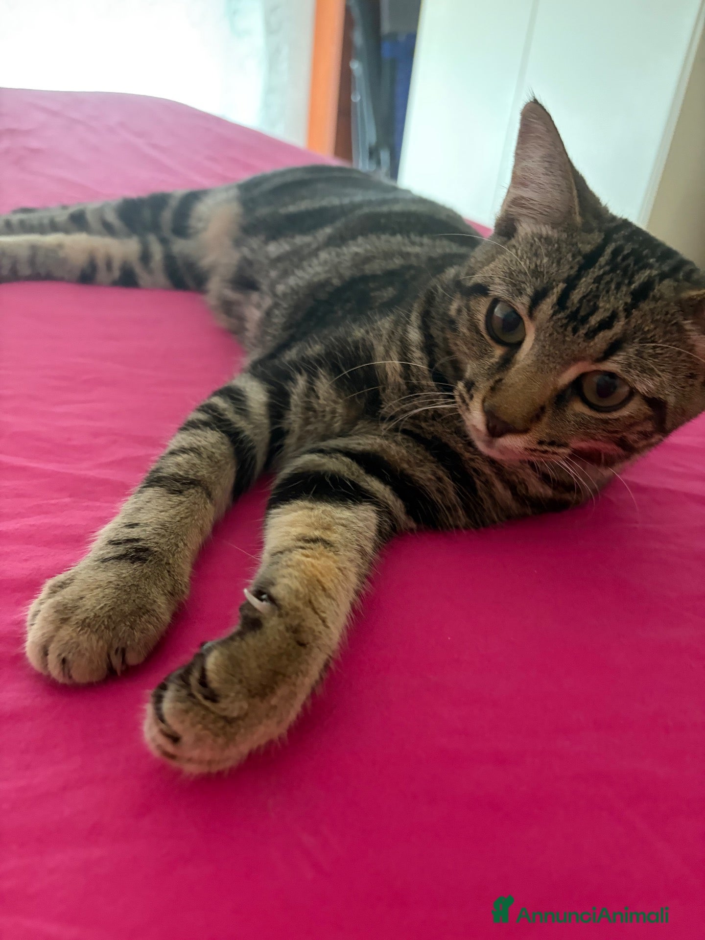 Altre razze gatti gattina 5 mesi - Annuncio 12