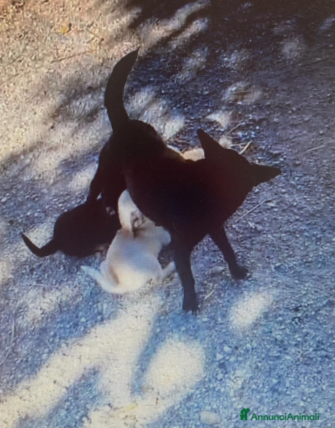 Meticcio cani in regalo: IL PICCOLO E DOLCE OTTO - Annuncio 2