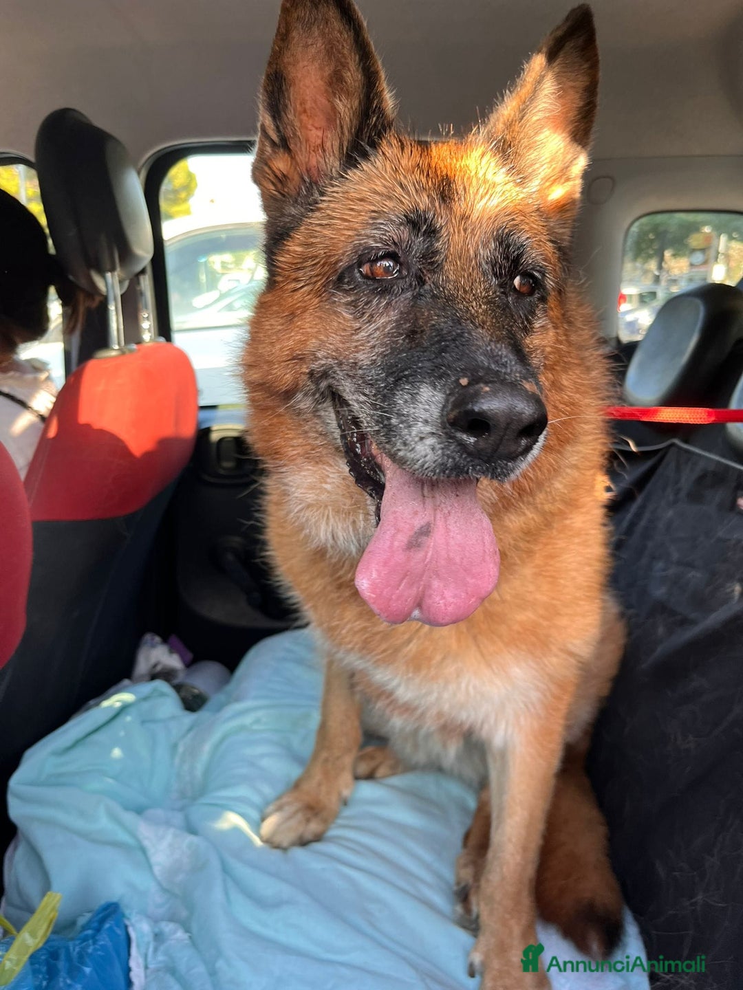 Pastore Tedesco cani in regalo: Cloe, pastore dal cuore grande - Annuncio 7