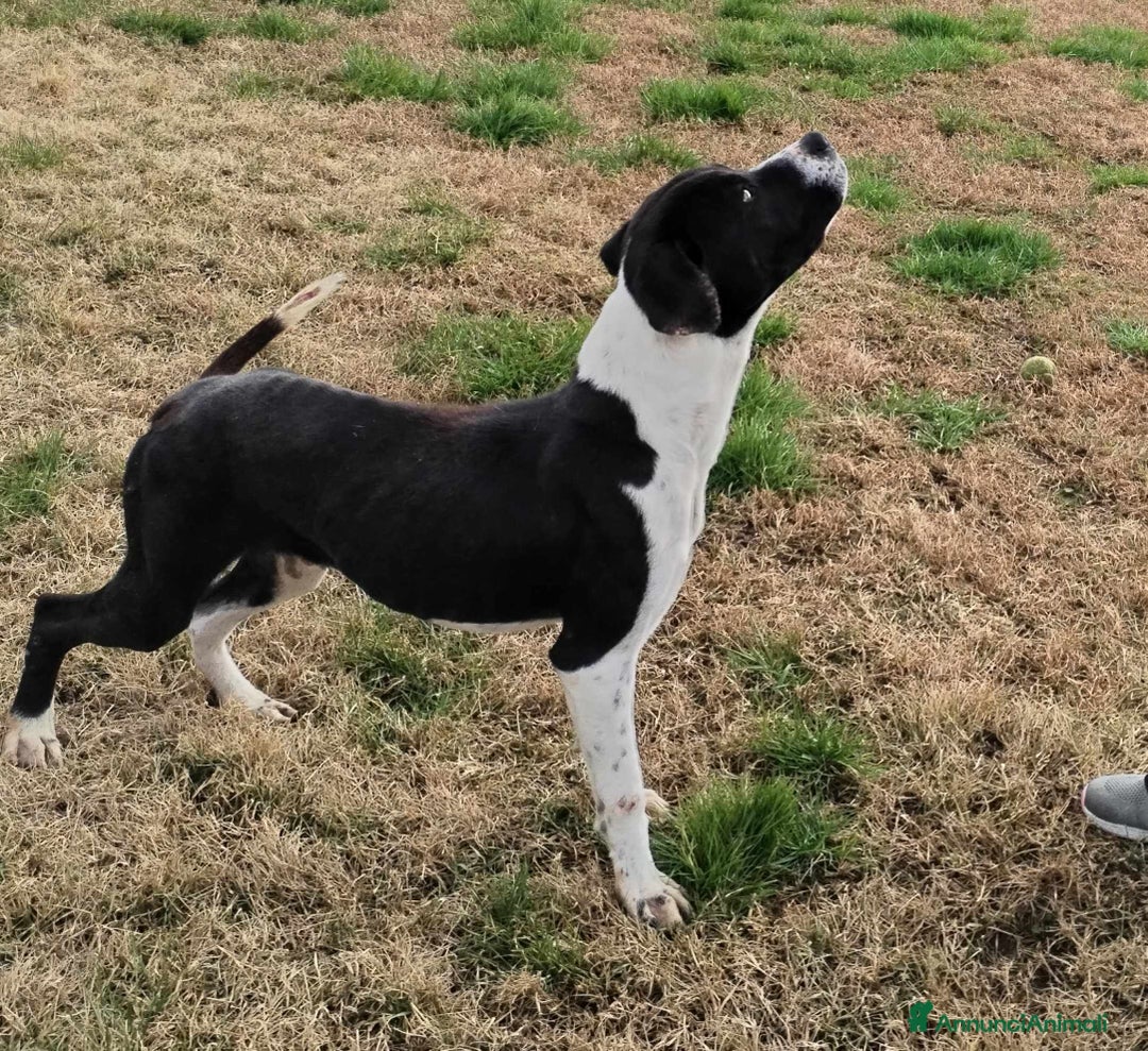 Meticcio cani in regalo: Boris il cane che ti fa l'occhietto in adozione a Provincia di Latina - Annuncio 5