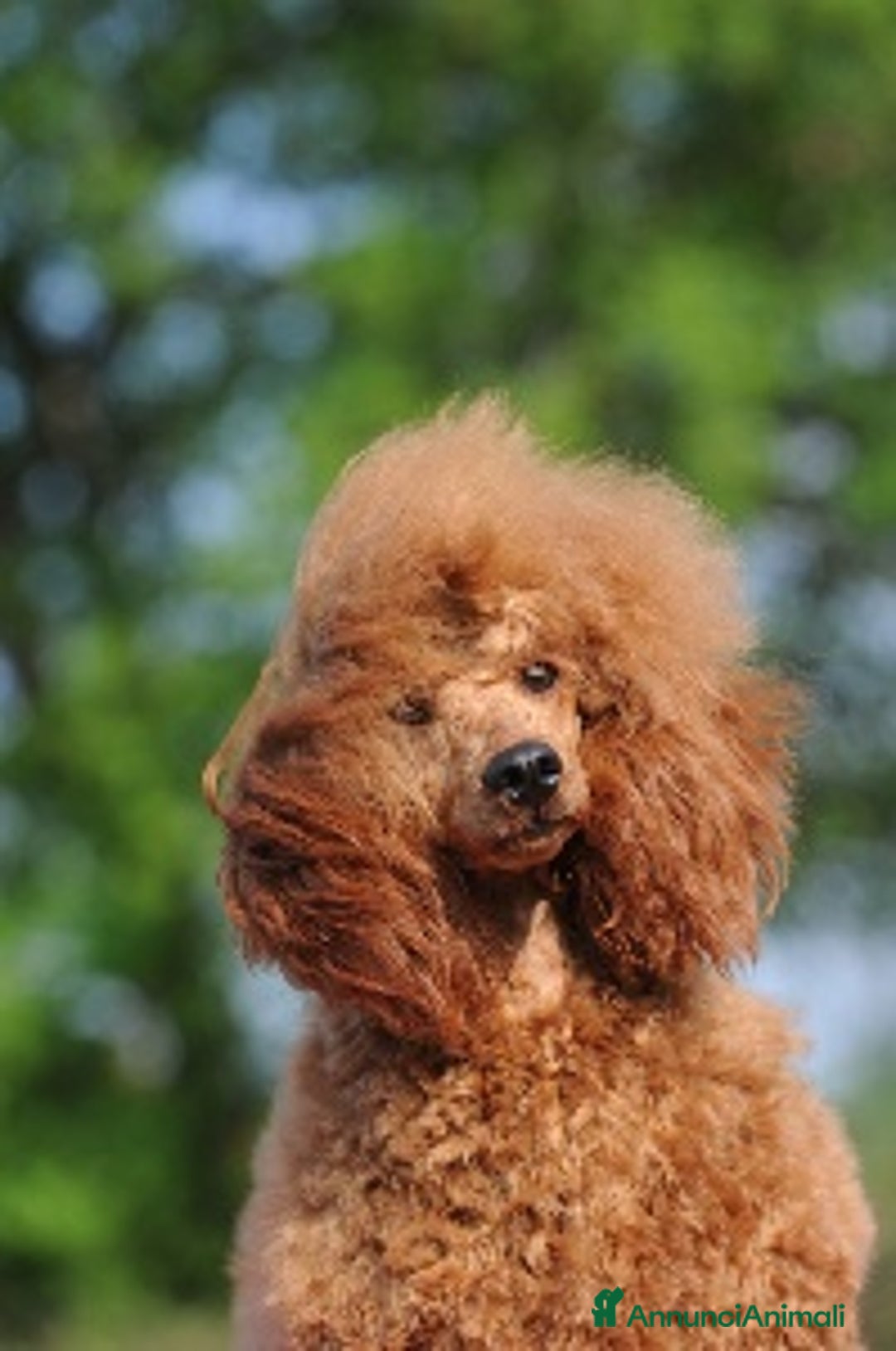 Immagine della galleria {{count}}