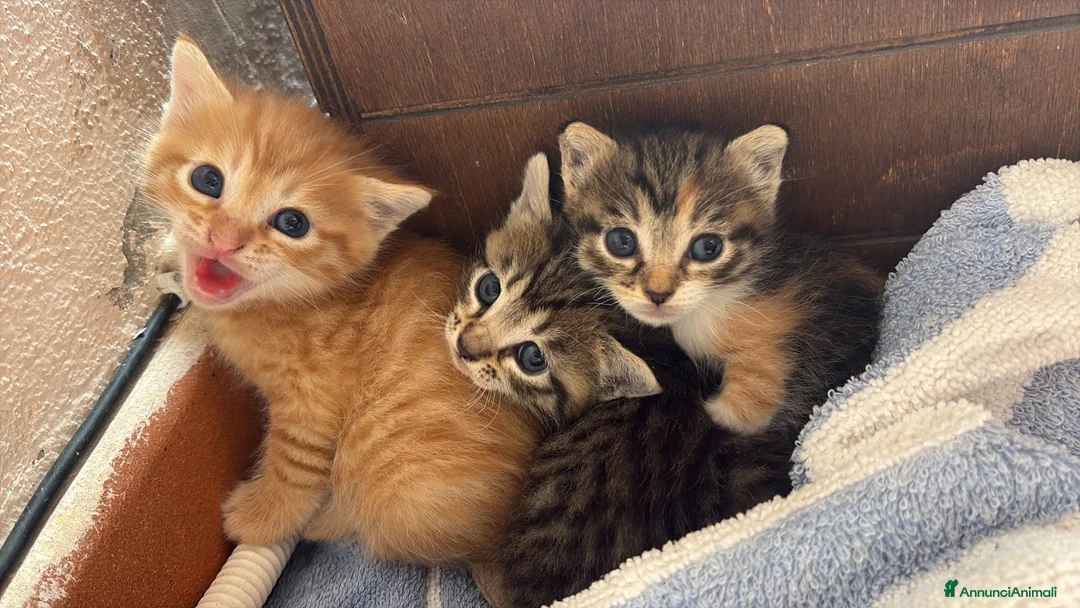 Meticcio gatti in regalo: Gattini - Annuncio 1