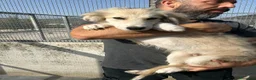 Meticcio cani in regalo: ROCKY E KAI - Annuncio 4