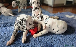 Dalmata cani in vendita: Cuccioli di razza dalmata alta genealogia - Annuncio 3
