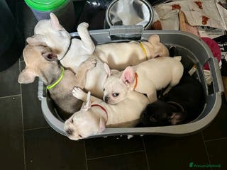 Bulldog Francese cani Cuccioli di Bulldog Francese Registrati KC a Città metropolitana di Milano - Annuncio 3