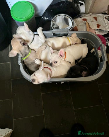 Bulldog Francese cani a Città metropolitana di Milano - Annuncio 16