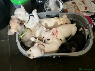Bulldog Francese cani Cuccioli di Bulldog Francese Registrati KC a Città metropolitana di Milano - Annuncio 5