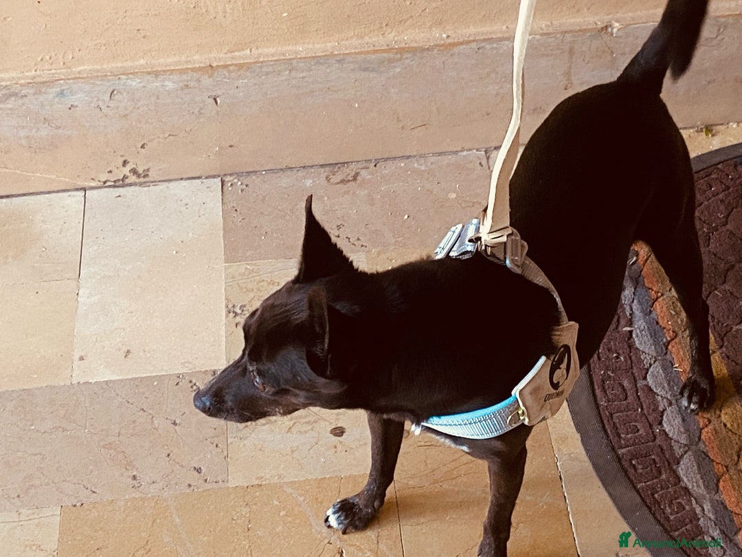 Pinscher Miniatura cani in regalo: Chicco pinscher molto tranquillo e coccolone - Annuncio 14