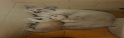Maine Coon gatti in vendita: Ultima cucciola maine coon - Annuncio 5