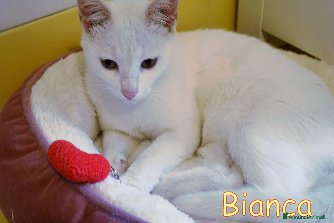 Europeo gatti in regalo: BIANCA BELLISSIMA GATTINA - Annuncio 4
