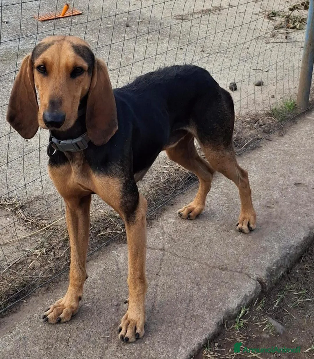 Segugio cani in regalo: BOBO 💙 ama correre. Ama fidarsi. a Provincia di Perugia - Annuncio 2