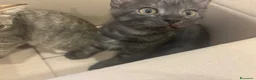 Altre razze gatti in regalo: Un gatto nero a Provincia di Brescia - Annuncio 8