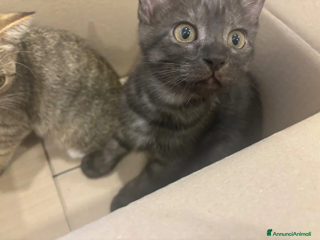 Altre razze gatti in regalo: Un gatto nero a Provincia di Brescia - Annuncio 8