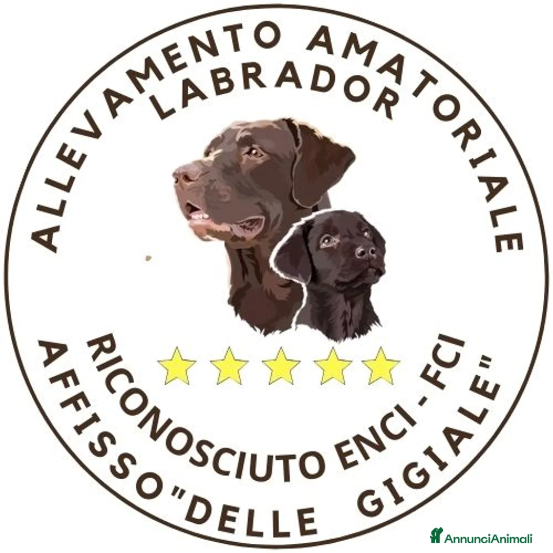 Immagine della galleria {{count}}