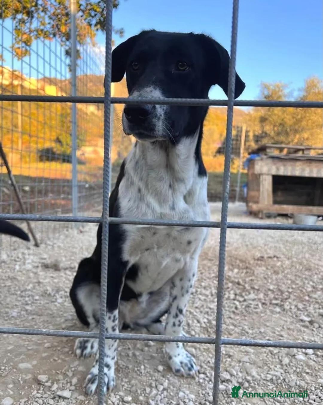 Meticcio cani in regalo: Luna tg media 7mesi  - Annuncio 3