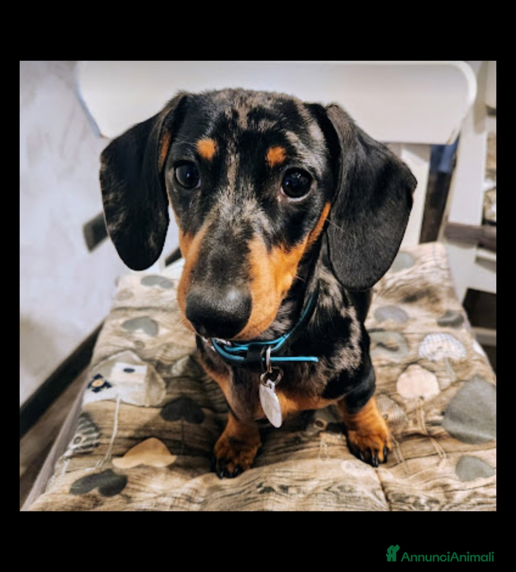 Bassotto cani Bassotto Nano Arlecchino pedigree Enci per monta - Annuncio 2