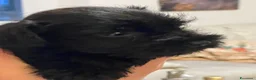 Mini Schnauzer cani in vendita: Schnauzer nani neri con pedigree ENCI - Annuncio 2