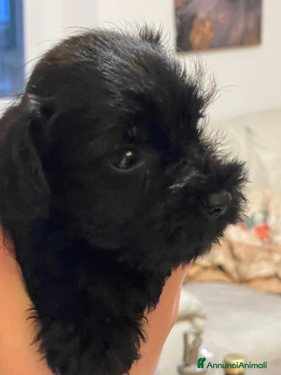 Mini Schnauzer cani in vendita: Schnauzer nani neri con pedigree ENCI - Annuncio 2