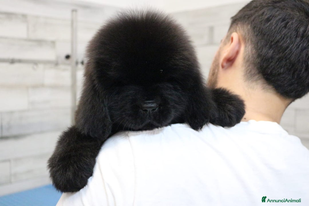 Terranova cani in vendita: Terranova Cuccioli - Annuncio 2