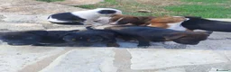 Meticcio cani in regalo: Mettici in regalo a Provincia di Frosinone - Annuncio 2