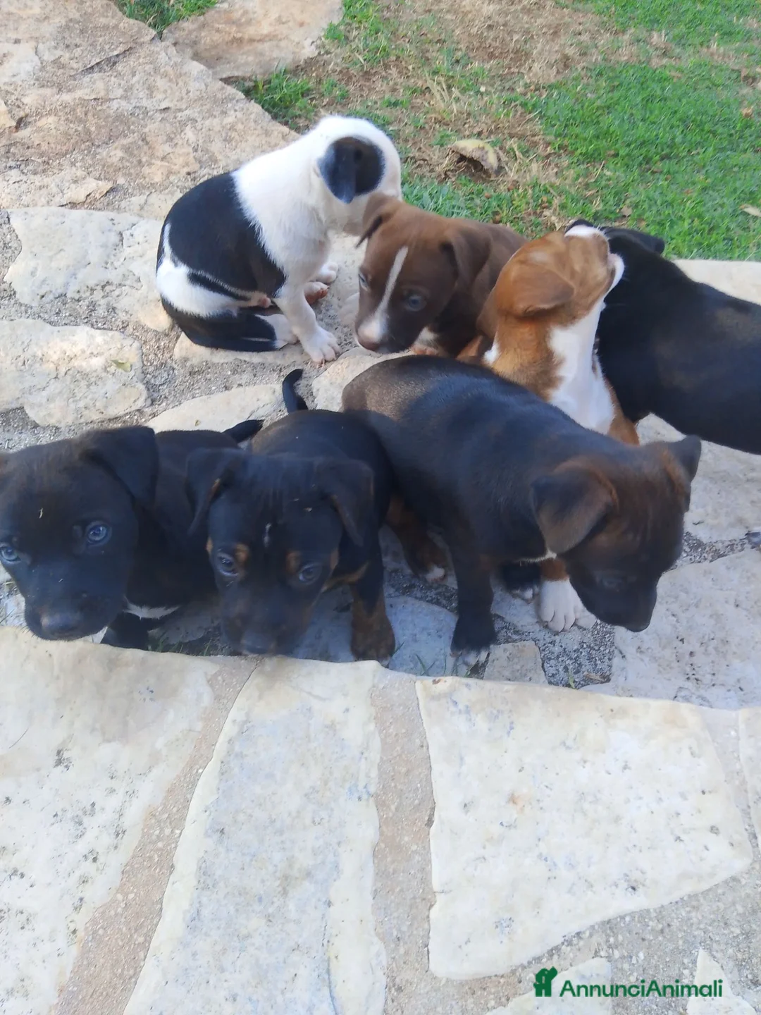 Meticcio cani in regalo: Mettici in regalo a Provincia di Frosinone - Annuncio 2