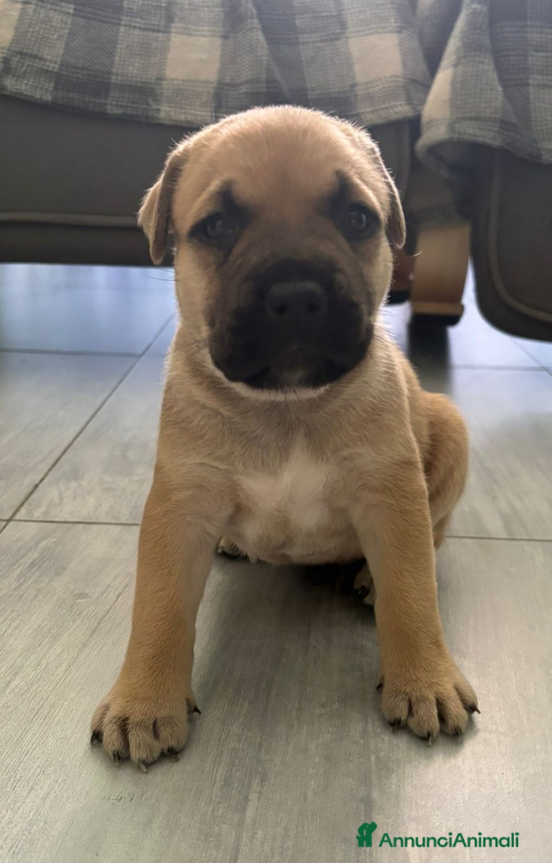 American Staffordshire cani in vendita: Cuccioli amstaff pitbull a Provincia del Verbano-Cusio-Ossola - Immagine 12