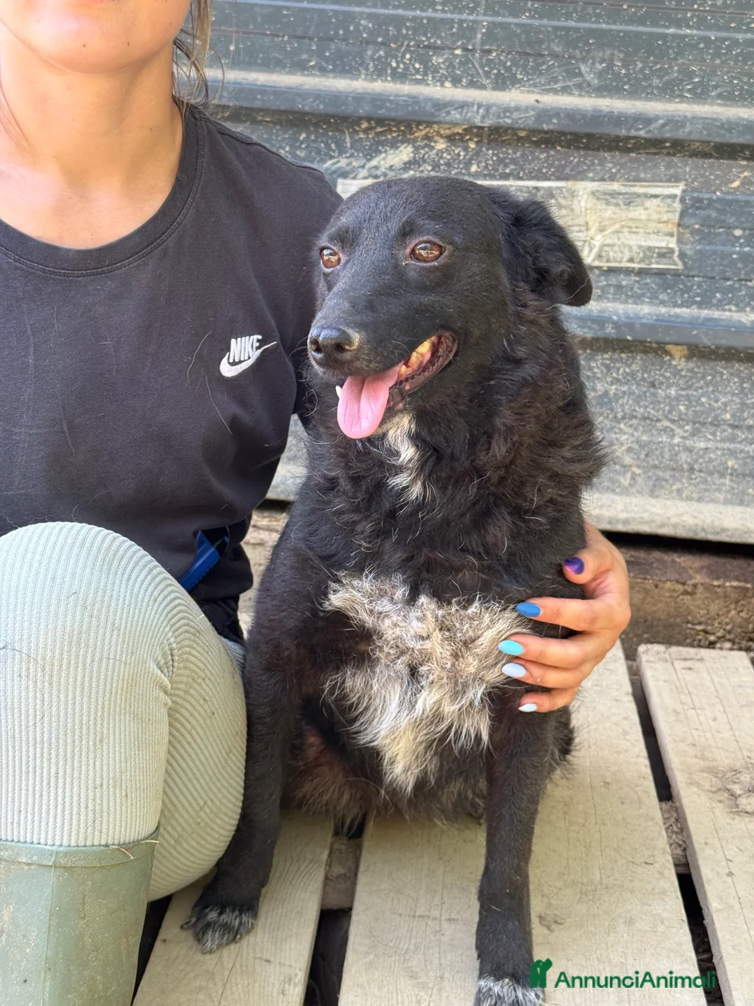 Meticcio cani in regalo: ENYA, infinitamente buona ma ignorata da tutti. - Annuncio 4