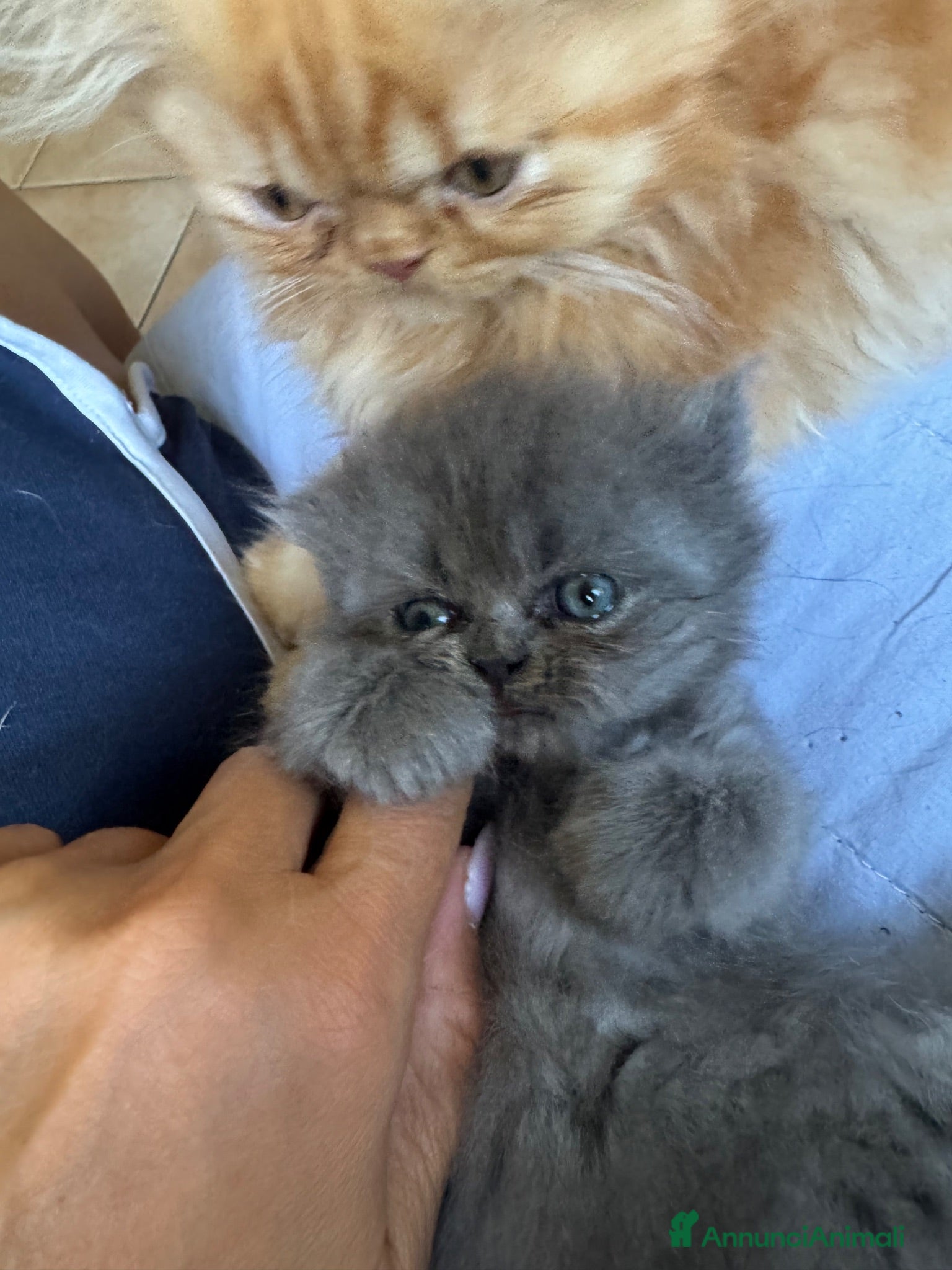 Persiano gatti Persiana femmina cucciola blu - Annuncio 5