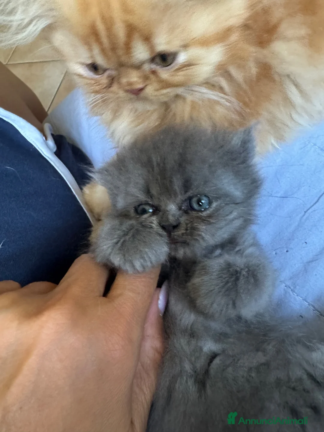 Persiano gatti in vendita: Persiana femmina cucciola blu - Annuncio 1