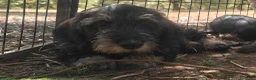 Bassotto cani in vendita: Cuccioli di bassotto a pelo duro - Annuncio 2