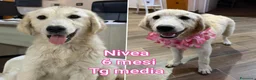 Meticcio cani in regalo: CUCCIOLI SOLI ED ESCLUSI  a Città Metropolitana di Genova - Annuncio 5
