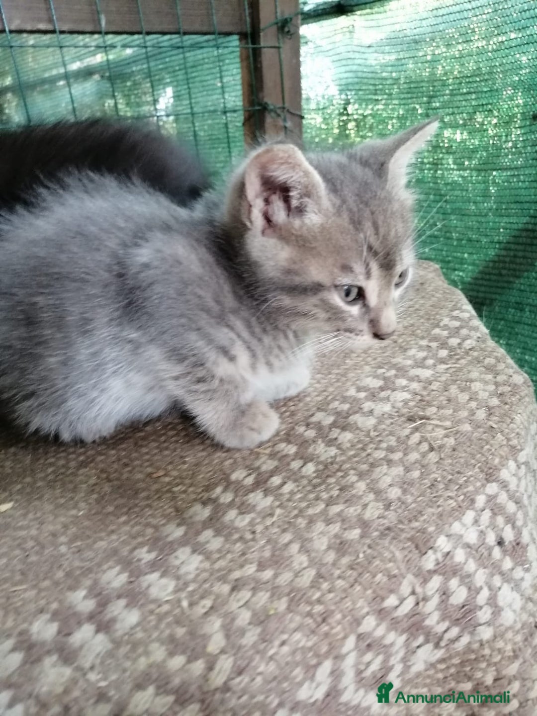 Europeo gatti in regalo: gattini cuccioli 2 mesi e mezzo🖤 - Immagine 5