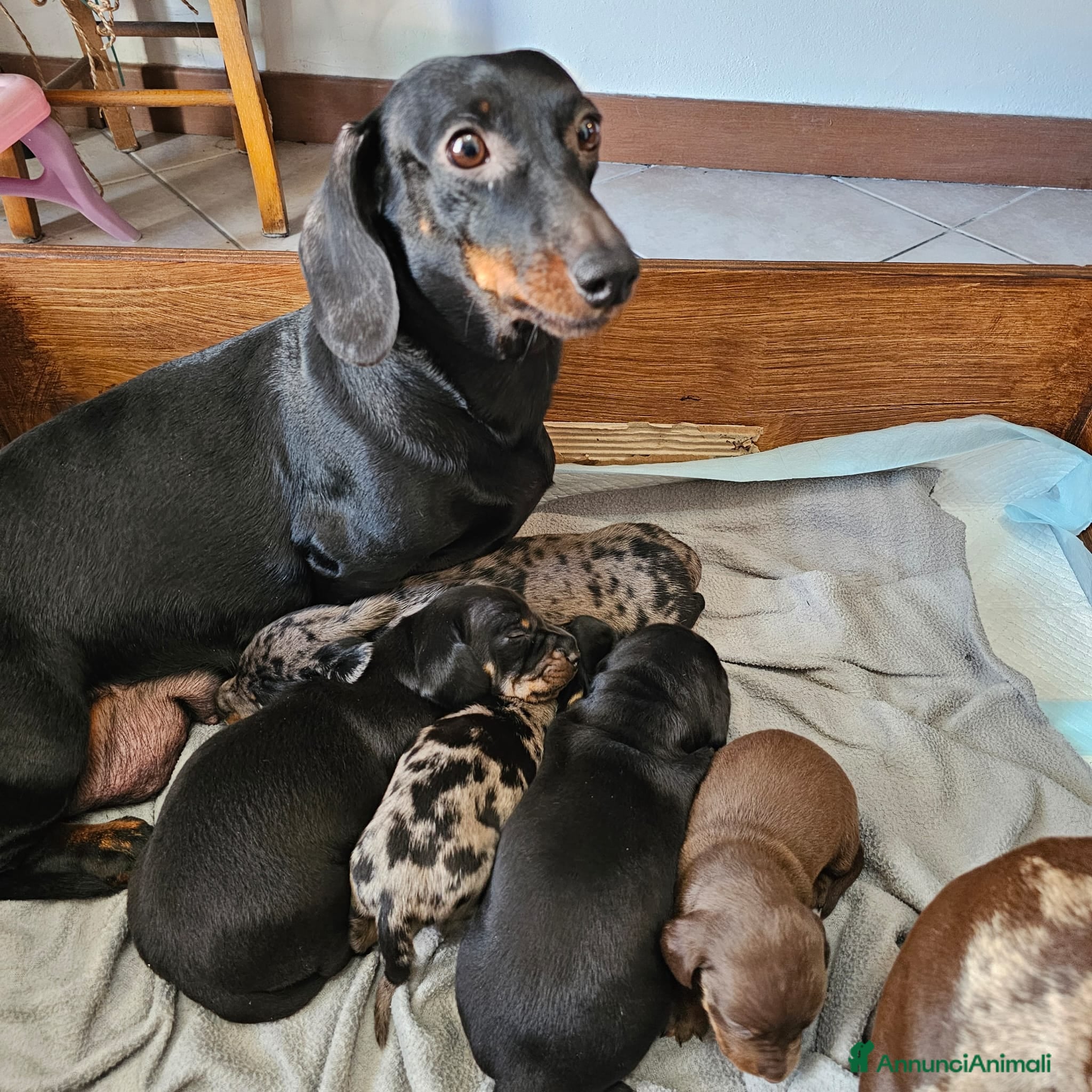 Bassotto cani Vendita cuccioli di bassotto - Annuncio 1