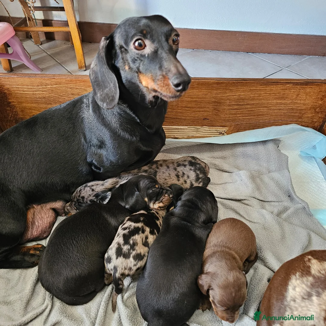 Bassotto cani in vendita: Vendita cuccioli di bassotto - Annuncio 1