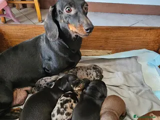 Bassotto cani Vendita cuccioli di bassotto - Annuncio 1