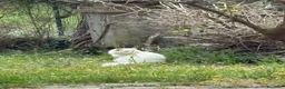 Angora turco gatti per accoppiamento: Angora Turco - Annuncio 4