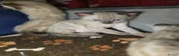 Bengala gatti in vendita: Cuccioli gatto bengala  - Annuncio 10