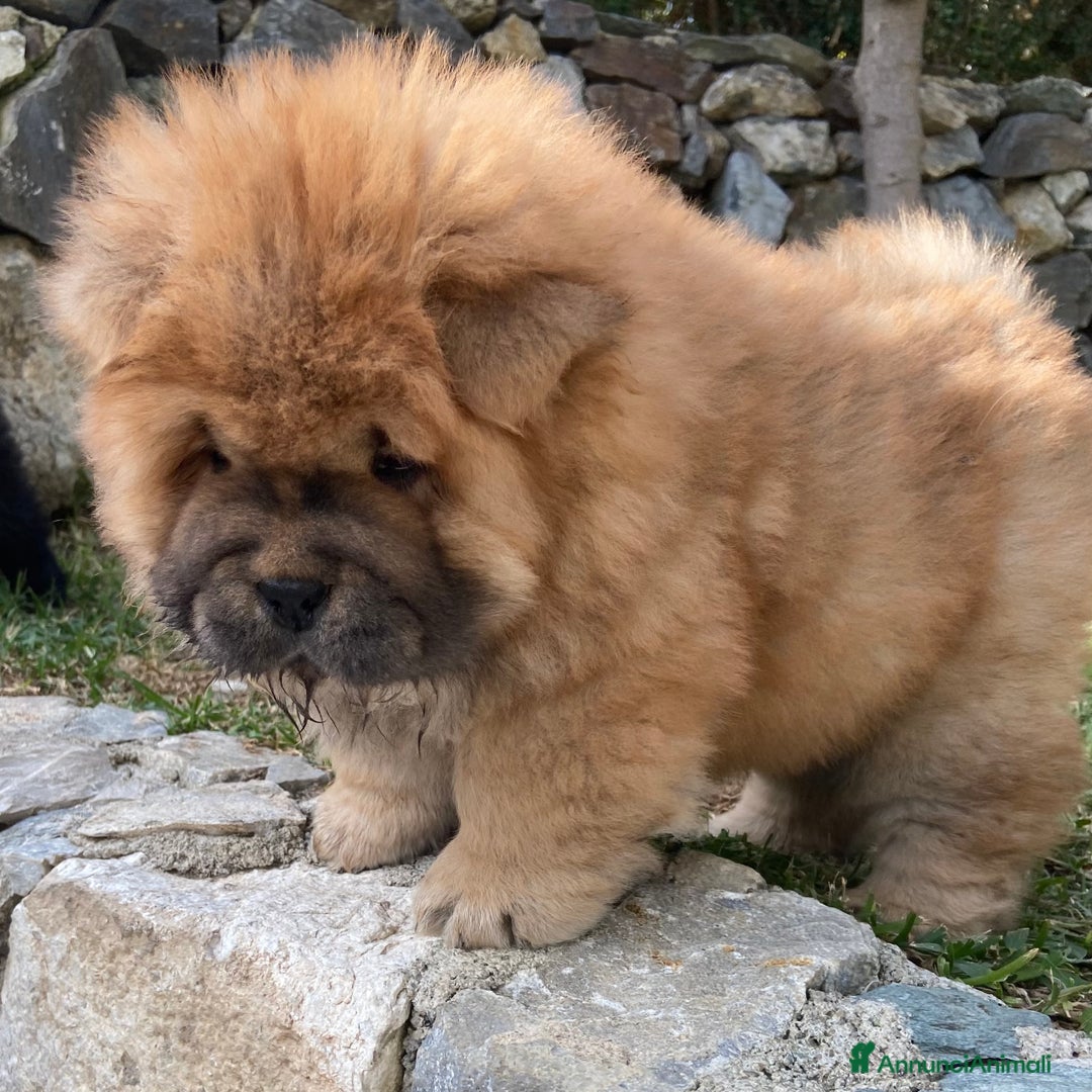 Chow Chow cani in vendita: Chow Chow Cucciole femmine nero e rosso  - Annuncio 7