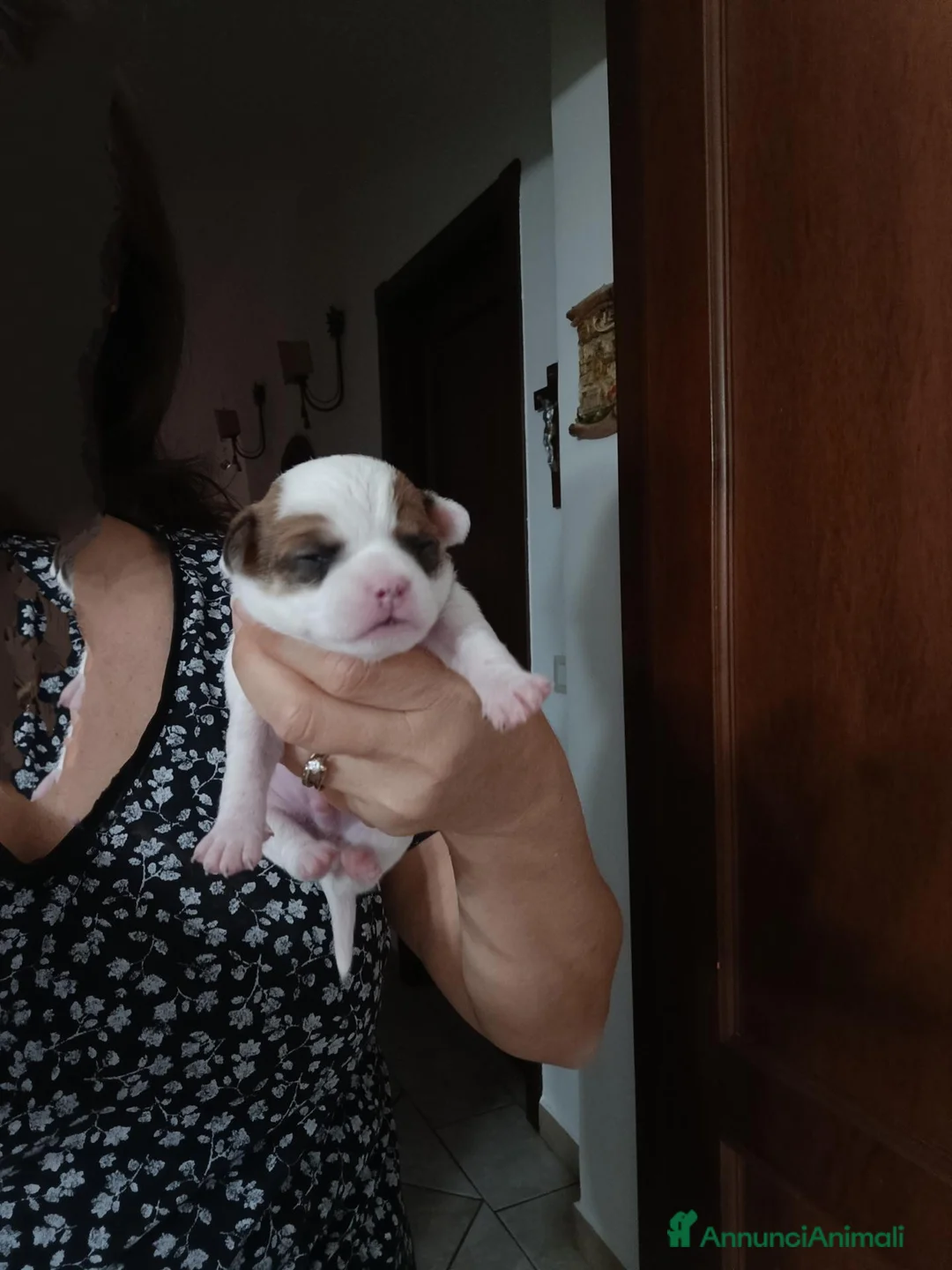 Chihuahua cani in vendita: Chihuahua maschio pelo corto  a Libero consorzio comunale di Siracusa - Annuncio 2