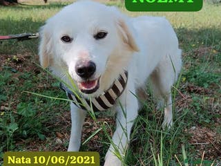 Meticcio cani Fratello e sorella 3anni aspettano da sempre.CALAB a Città metropolitana di Milano - Annuncio 42